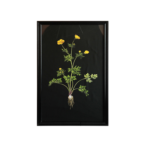 Постер Жёлтый цветок 