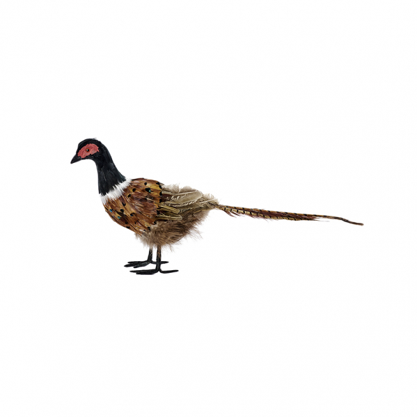 Декоративная птица